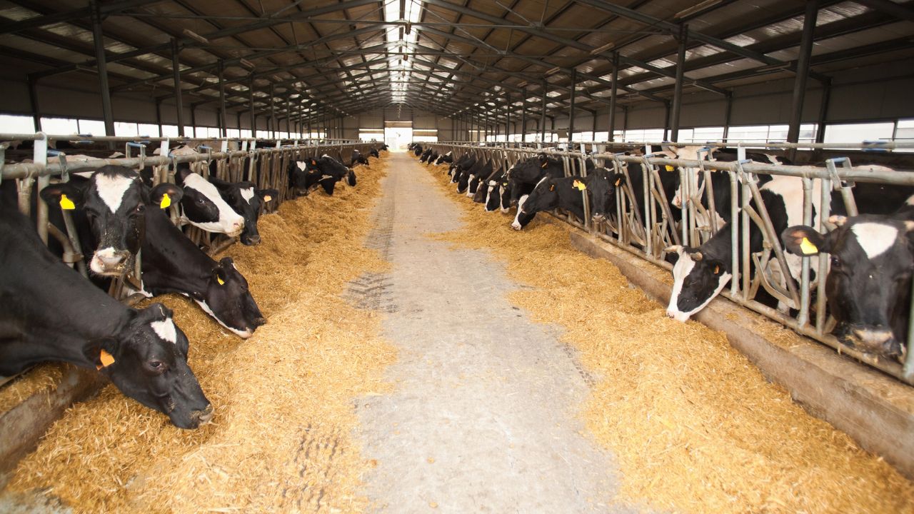 गौवंश आश्रय स्थल के नाम जमीन घेरने वालों पर योगी का चला डंडा, 121 अस्थायी गौशालाएं बंद करने के निर्देश