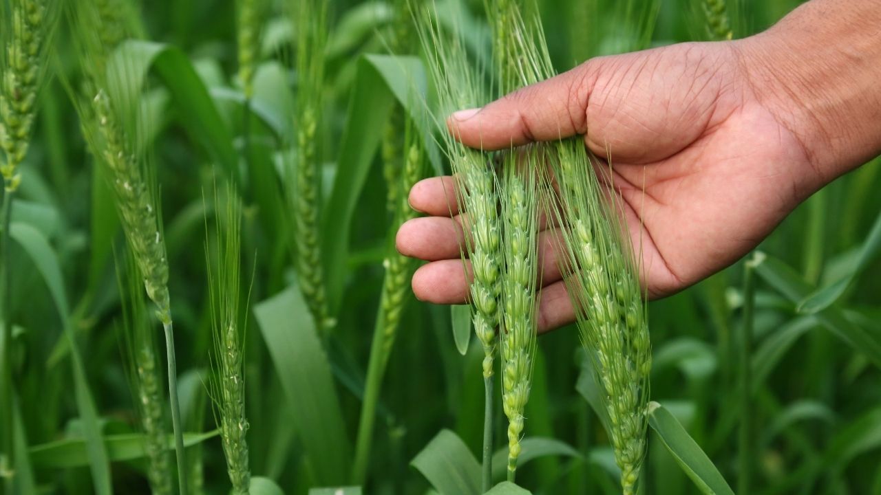 Agri Advisory: अचानक बढ़ती गर्मी से गेहूं फसल को खतरा, किसानों को पोटैशियम का छिड़काव की सलाह