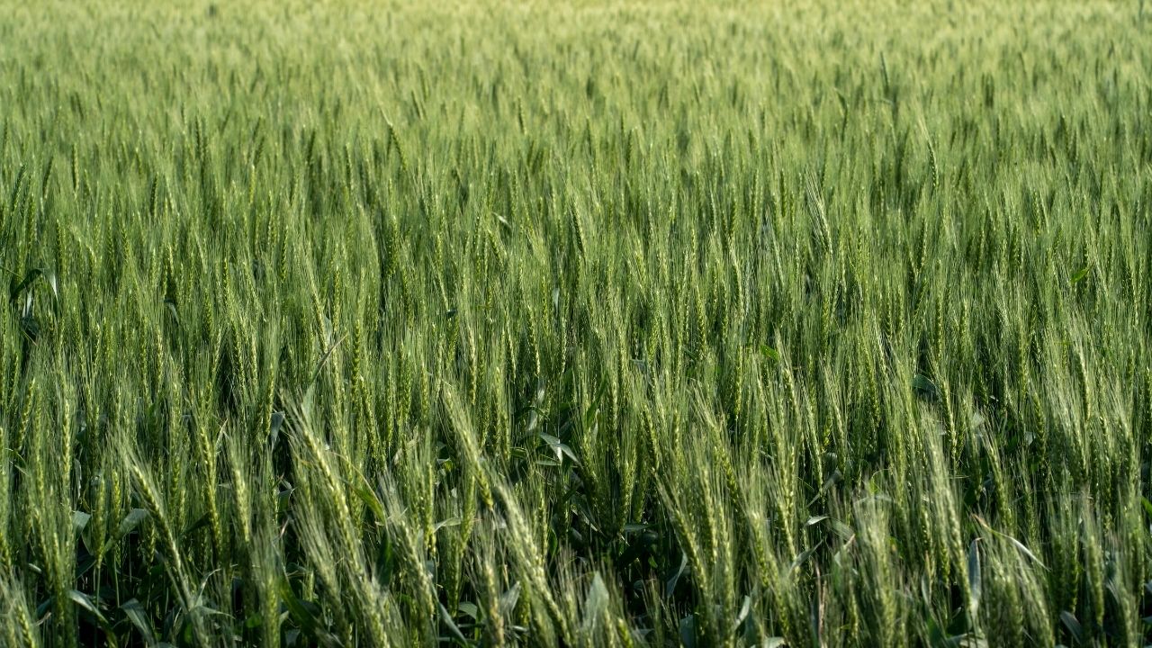 UP, पंजाब और बिहार में घटा गेहूं का रकबा, पर इन राज्यों ने इस कमी की कर दी भरपाई