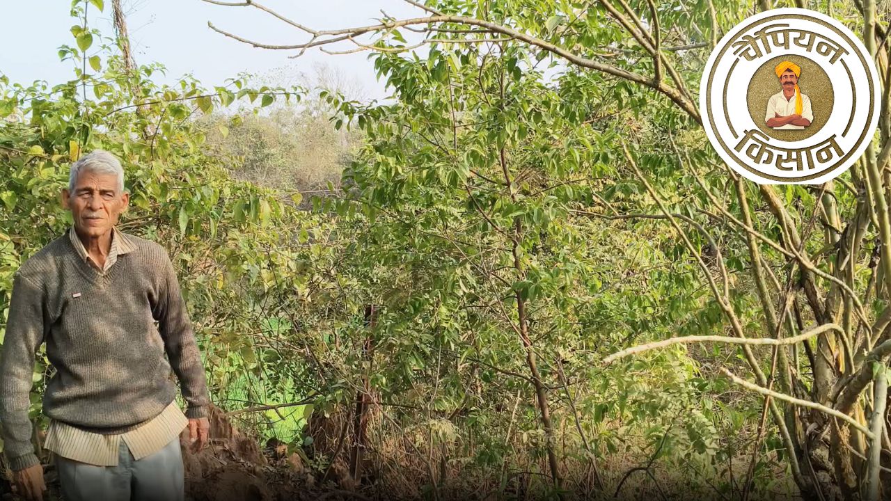 बुढ़ापे में धान-गेहूं छोड़ शुरू की सफेद चंदन की खेती, अब जमीन से कई गुना महंगे बिक रहे पेड़