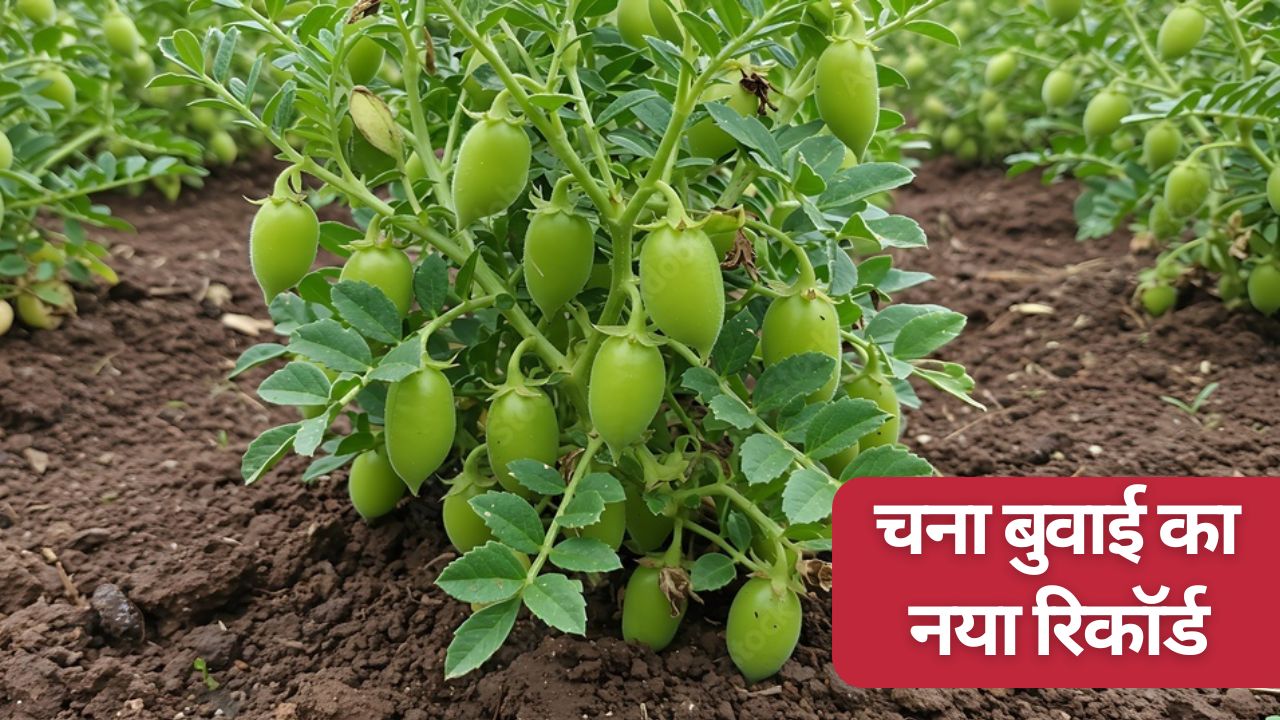 किसानों से एक लाख टन चना खरीद को मंजूरी, बढ़े MSP भाव के रूप में मिलेंगे 595 करोड़.. रकबा रिकॉर्ड के पार