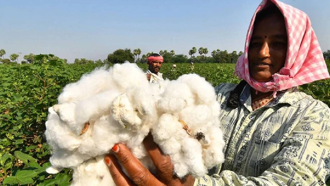 महाराष्ट्र-तेलंगाना की बेहतर फसल से बढ़ा कपास उत्पादन, लेकिन आयात और स्टॉक ने बढ़ाई चुनौती