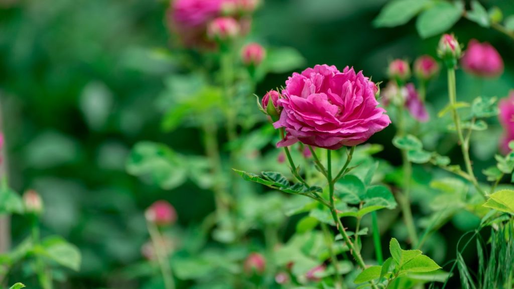 Rose Care: ठंड के मौसम में गुलाब के पौधों के आसपास की मिट्टी को हल्का-सा कुरेदते रहना चाहिए. इससे मिट्टी में हवा का संचार बना रहता है और जड़ों को ऑक्सीजन मिलती है, जिससे पौधा कमजोर नहीं पड़ता.
