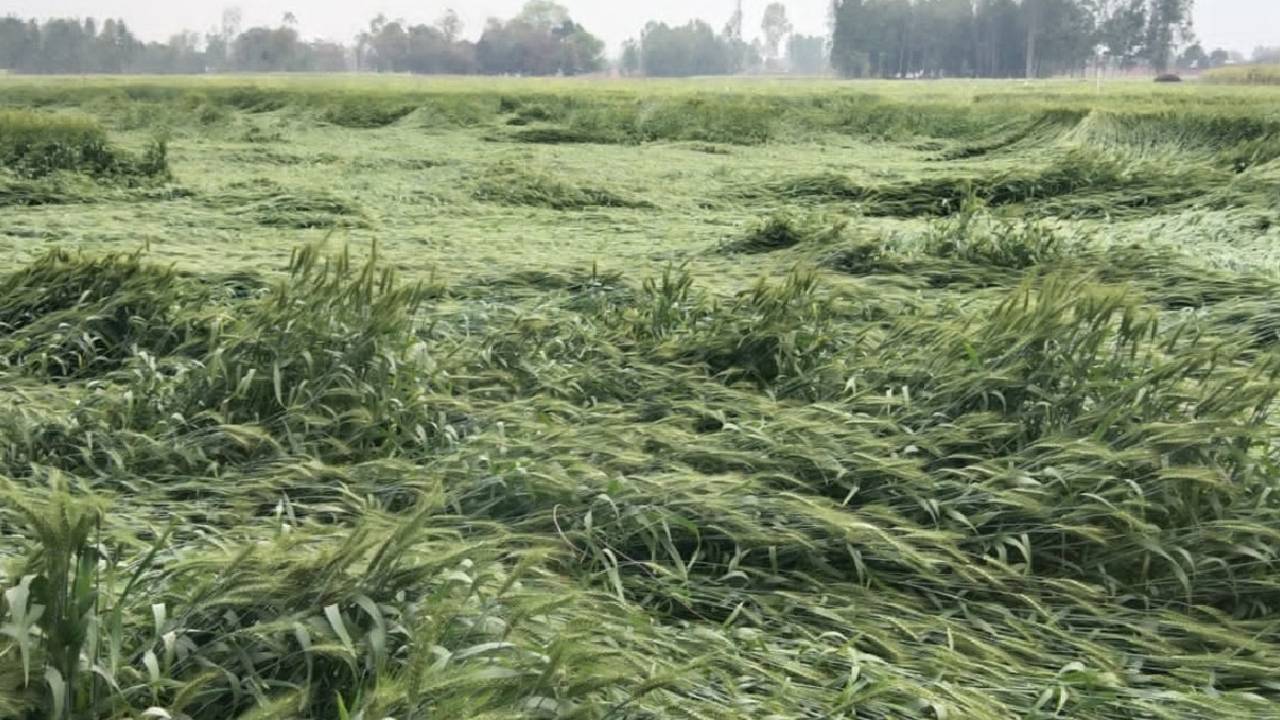 बारिश की कमी से बिगड़ा रबी सीजन, हिमाचल में 3 हजार हेक्टेयर फसल खराब