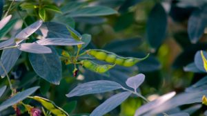 Arhar Crop Care: अरहर में दाना भरते ही करें ये जरूरी स्प्रे, दाने बनेंगे मोटे, चमकदार और वजनदार