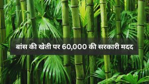 गेहूं-धान नहीं! किसान करें ‘ग्रीन गोल्ड’ की खेती, सरकार दे रही 60,000 रुपये की मदद, जानें आवेदन का पूरा तरीका