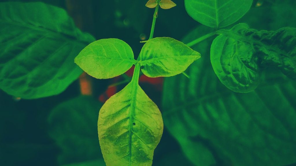 सुबह खाली पेट बेलपत्र खाने से पेट की गैस, एसिडिटी और अपच जैसी समस्याओं में आराम मिलता है. इसमें मौजूद फाइबर पाचन को सुधारने में मदद करता है, भोजन जल्दी पचता है और पेट साफ रहता है. यह कब्ज और पेट फूलने जैसी समस्याओं को भी कम करता है. सुबह खाली पेट बेलपत्र खाने से पेट की गैस, एसिडिटी और अपच जैसी समस्याओं में आराम मिलता है. इसमें मौजूद फाइबर पाचन को सुधारने में मदद करता है, भोजन जल्दी पचता है और पेट साफ रहता है. यह कब्ज और पेट फूलने जैसी समस्याओं को भी कम करता है.