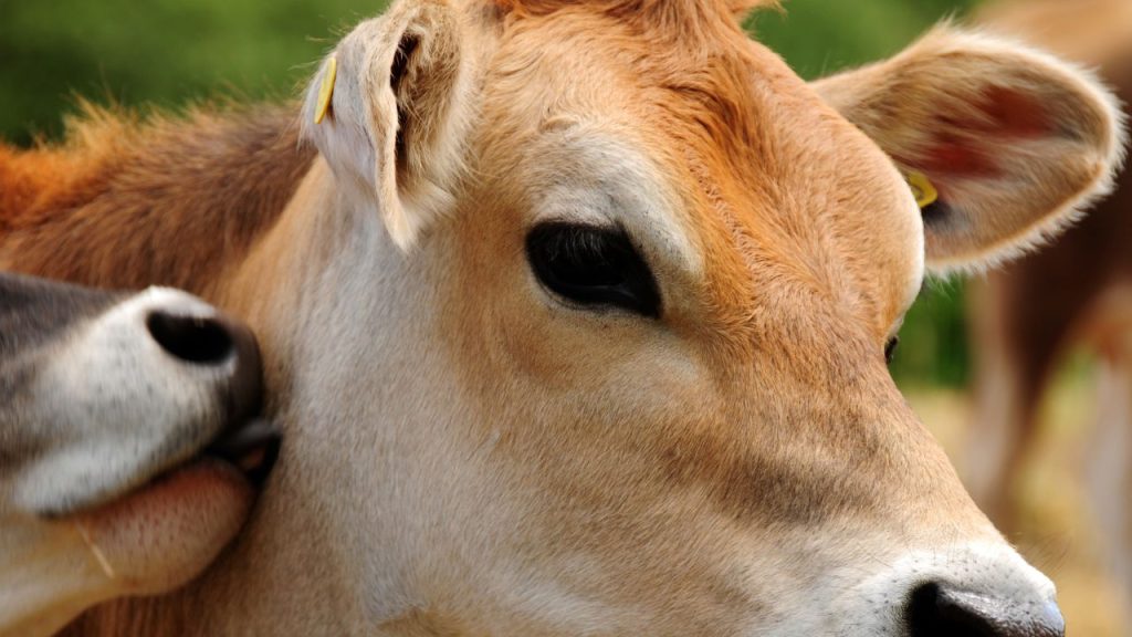कुल आहार में लगभग 2% मिनरल मिक्सचर और 1% नमक डालना जरूरी है. इससे कैल्शियम और फॉस्फोरस की कमी नहीं होती, हड्डियां मजबूत रहती हैं और प्रजनन क्षमता भी बढ़ती है. कुल आहार में लगभग 2% मिनरल मिक्सचर और 1% नमक डालना जरूरी है. इससे कैल्शियम और फॉस्फोरस की कमी नहीं होती, हड्डियां मजबूत रहती हैं और प्रजनन क्षमता भी बढ़ती है.