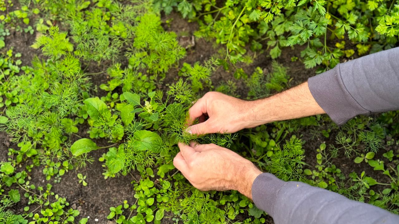 Methi Ki Kheti: खेत के कोने में उगाएं हरी मेथी, कम खर्च में खुलेगा अतिरिक्त कमाई का रास्ता