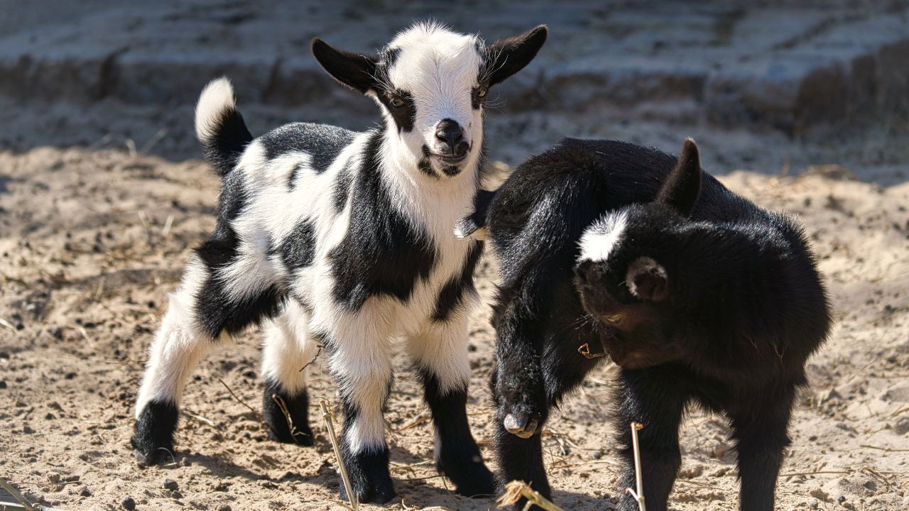 Goat Farming: कमाई कराने वाली मशीन से कम नहीं ये बकरी! दूध और मीट से हो रही डबल इनकम