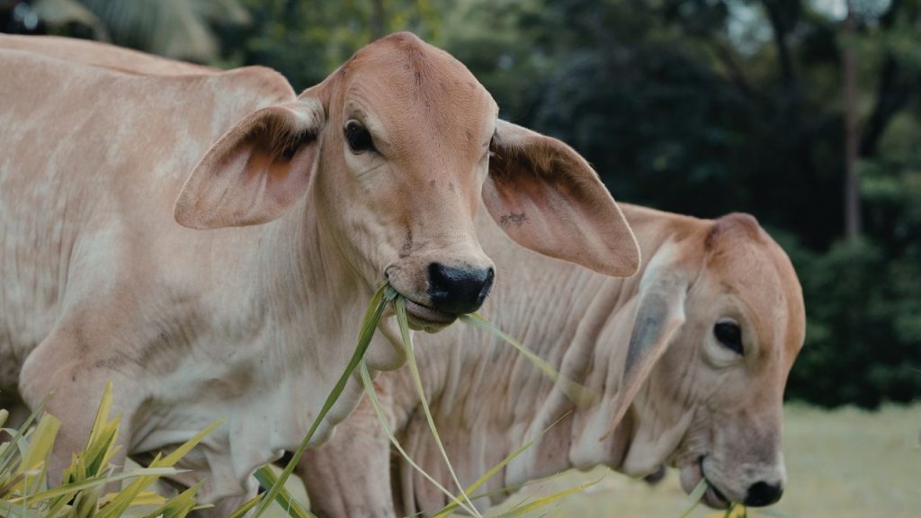 वित्त मंत्री ने बताया कि पशुधन क्षेत्र कृषि आय में लगभग 16 प्रतिशत का योगदान देता है. खास बात यह है कि इससे गरीब और सीमांत परिवारों को नियमित रोजगार और आय मिलती है. वित्त मंत्री ने बताया कि पशुधन क्षेत्र कृषि आय में लगभग 16 प्रतिशत का योगदान देता है. खास बात यह है कि इससे गरीब और सीमांत परिवारों को नियमित रोजगार और आय मिलती है.