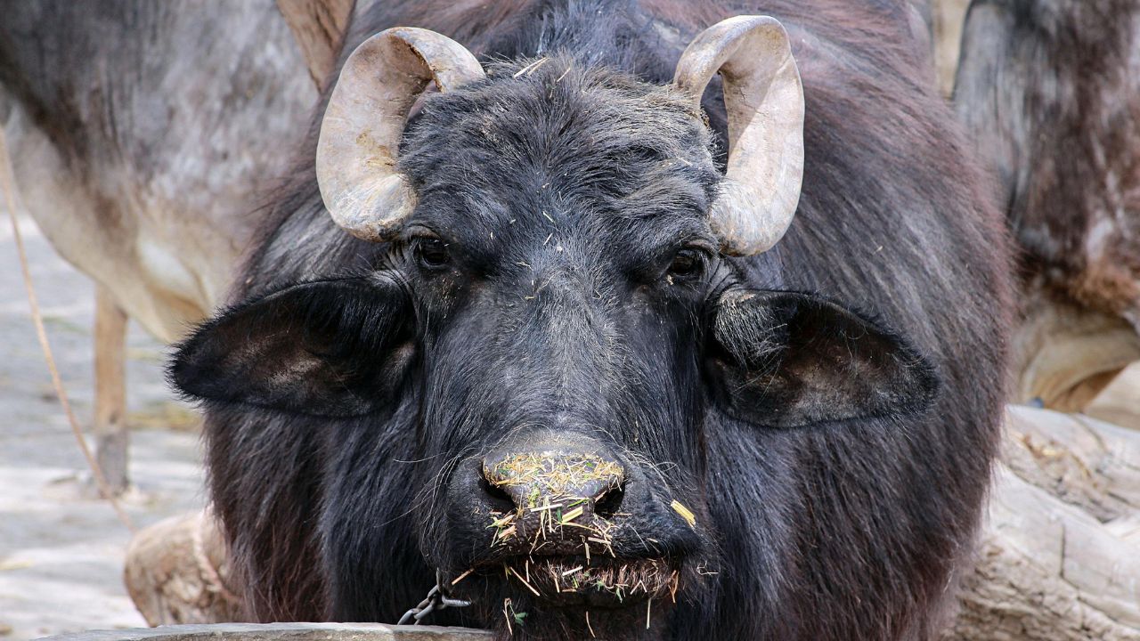Buffalo Farming: गर्मी में 15% तक घट सकता है भैंस का दूध! अभी कर लें ये इंतजाम नहीं तो होगा नुकसान