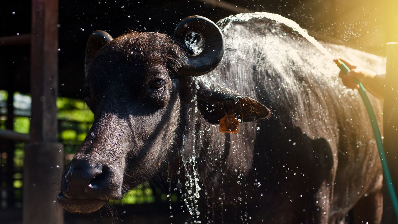 Buffalo Farming: नमक, खली-चोकर का ये गणित समझ लिया तो गर्मी में भी भैंस देगी भरपूर दूध!