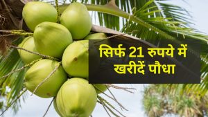 किसानों के लिए कमाई का ATM! सिर्फ 21 रुपये में खरीदें ये पौधा, सालों तक मिलेगा मुनाफा किसानों के लिए कमाई का ATM! सिर्फ 21 रुपये में खरीदें ये पौधा, सालों तक मिलेगा मुनाफा