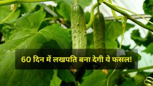 Today’s Insights: खर्चा 20 हजार, मुनाफा 2 लाख तक… खीरे से होगी नोटों की बारिश! 60 दिन में बन सकते हैं लखपति