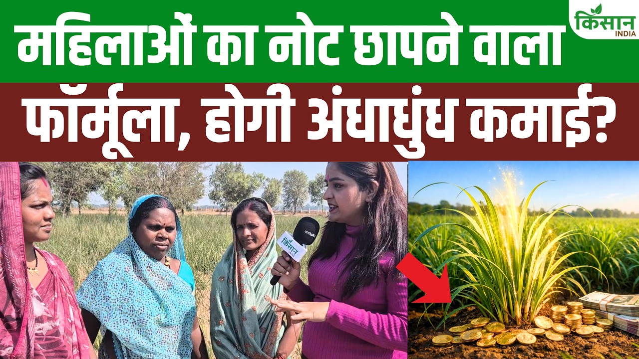 बेकार समझी जाने वाली खस घास बनी लाल सोना, छत्तीसगढ़ की महिलाओं ने बदली अपनी आर्थिक किस्मत