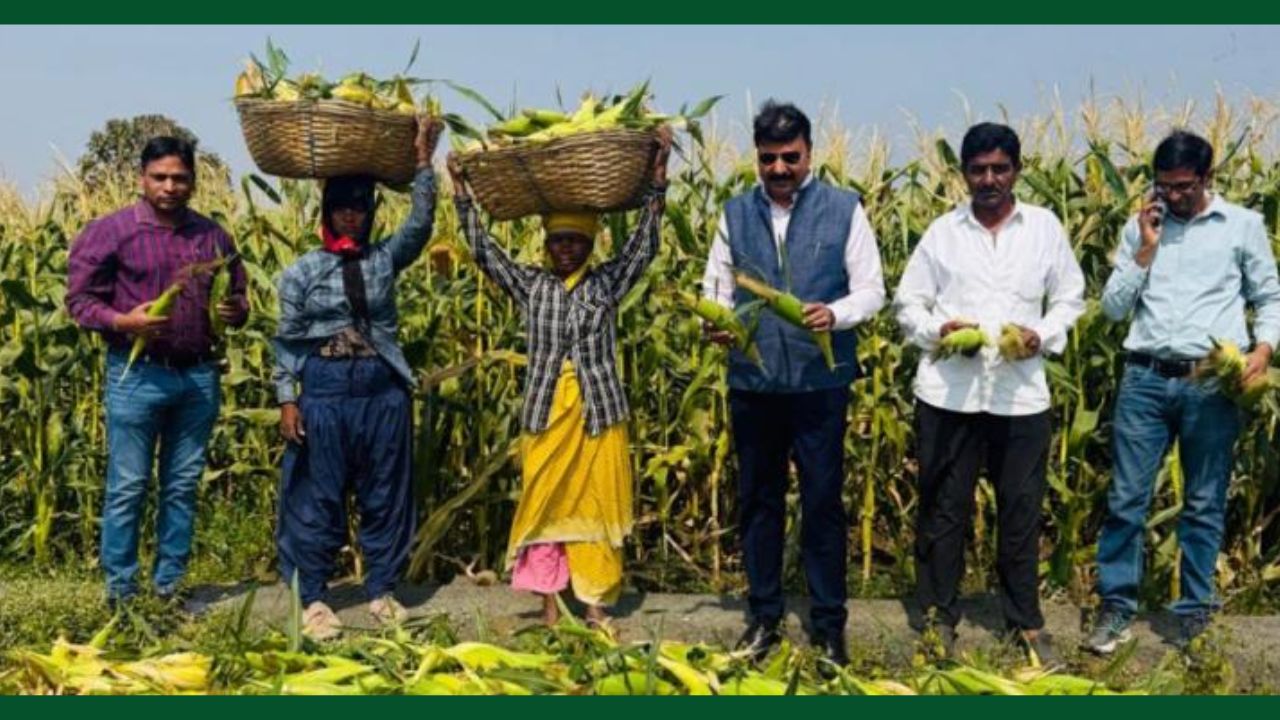 Success Story: स्वीटकॉर्न की खेती ने बनाया लखपति, एक एकड़ में डेढ़ लाख का मुनाफा.. कुल कमाई 10 लाख रुपये