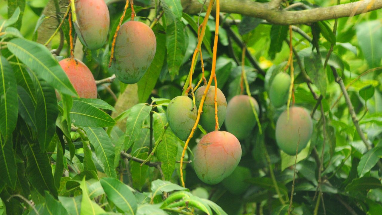 बड़े-रसीले आमों से भर जाएगा बागान, बस फरवरी में अपनाएं ये आसान तरीका, नहीं होगी फलों की कमी!