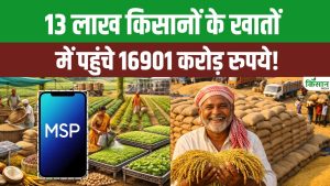 खरीफ 2025 MSP का भुगतान शुरू, 13 लाख किसानों के खातों में सीधे पहुंचे हजारों करोड़ रुपये