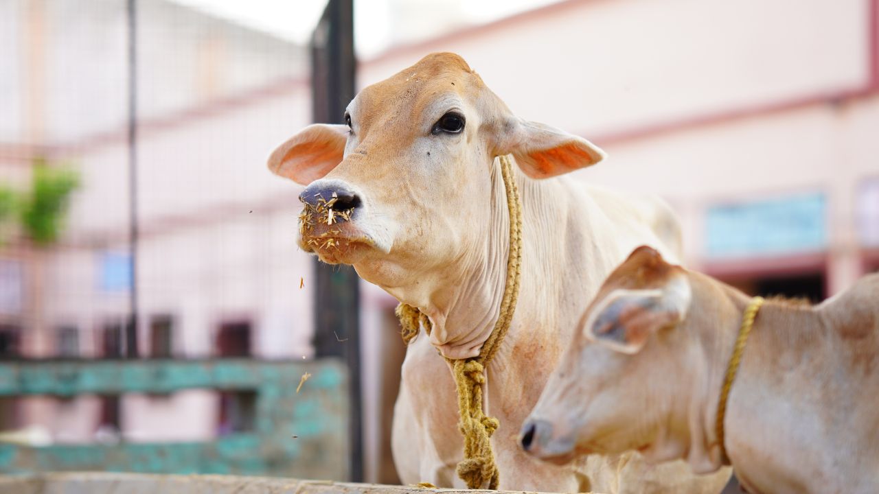 Dairy Farming: कम दूध दे रही गाय-भैंस? सरकार की इस योजना से बढ़ेगा उत्पादन, कमाई भी होगी डबल!