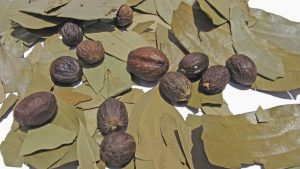 Tej Patta Farming: ना बड़ी जमीन, ना भारी खर्च.. तेज पत्ते की खेती से सालों तक भरता रहेगा बैंक खाता