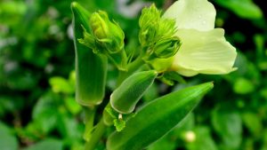 Okra Farming: खाली खेत से कमाई का मौका, भिंडी की खेती दे सकती है किसानों को तगड़ा मुनाफा Okra Farming: खाली खेत से कमाई का मौका, भिंडी की खेती दे सकती है किसानों को तगड़ा मुनाफा