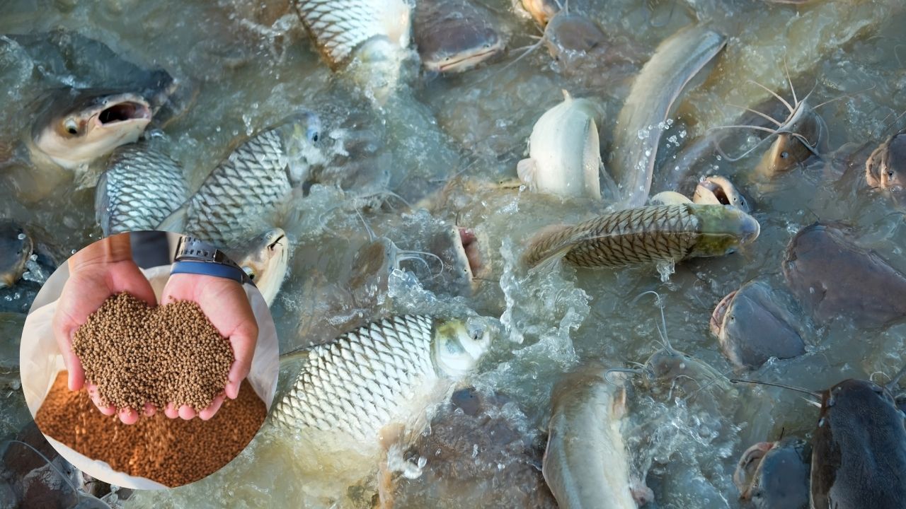 Fish Farming: महंगा फिश फीड खरीदने से छुटकारा, मशीन से घर पर बनाएं सस्ता और पौष्टिक चारा