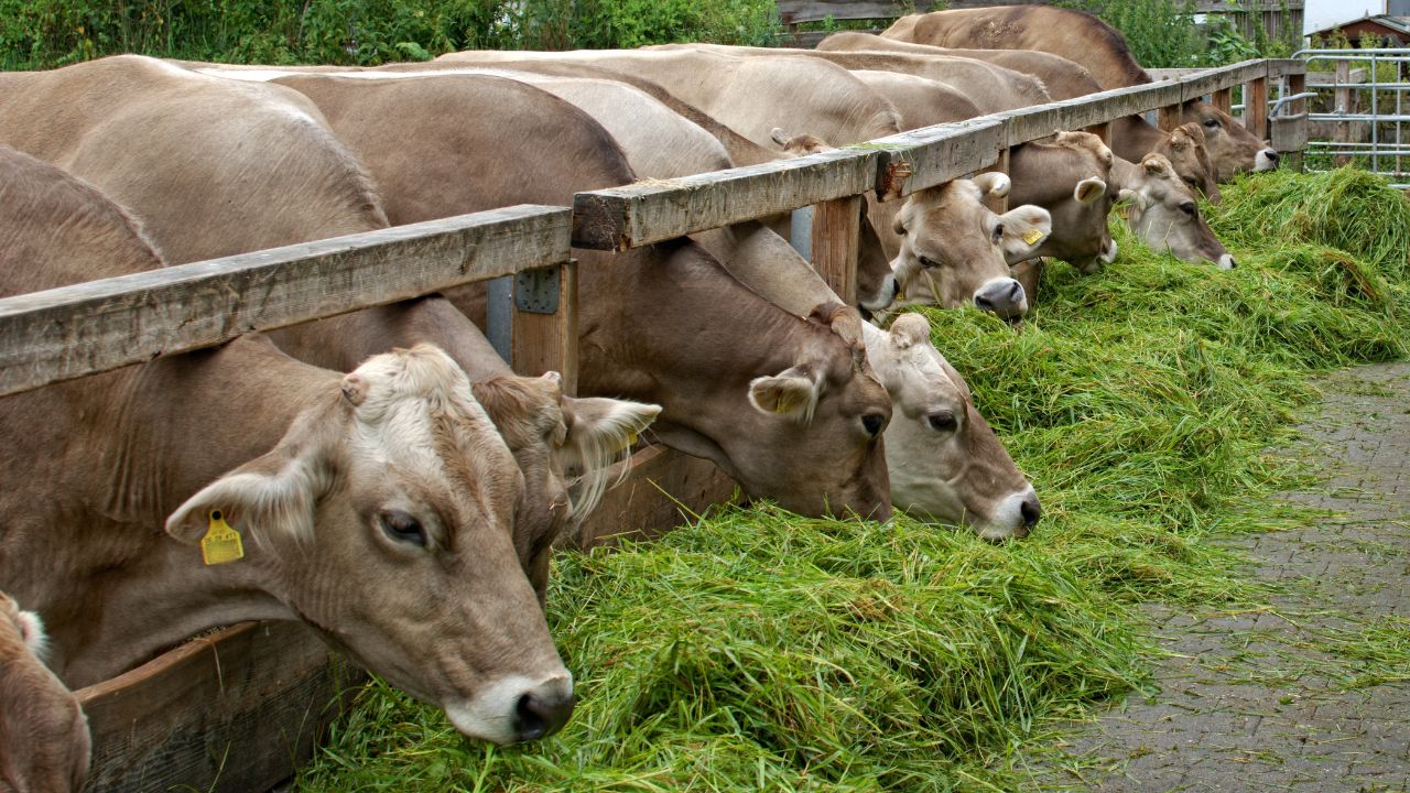 Milk Production: गर्मी में दूध घटने से परेशान किसान, 60-40 चारा फॉर्मूला रखेगा उत्पादन बरकरार