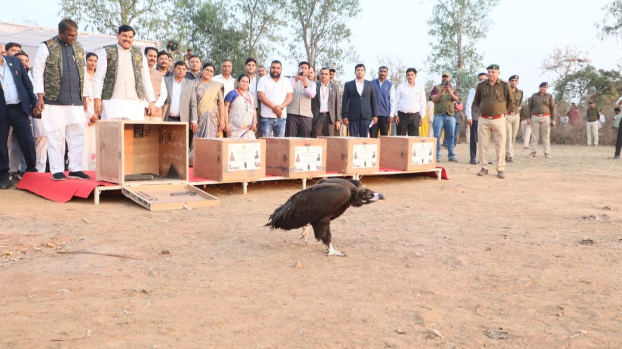 Vulture Conservation: विलुप्त की कगार पर पहुंचे गिद्धों का फिर से लौटने लगा राज, मध्य प्रदेश में संख्या बढ़कर 12710 पहुंची