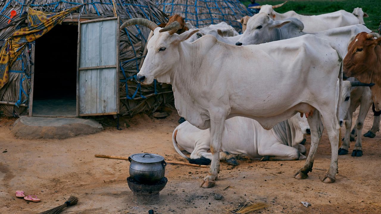 Cattle Care Advisory: बासी खाना बना रहा पशु को बीमार? ये 3 उपाय बचा लेंगे आपका नुकसान