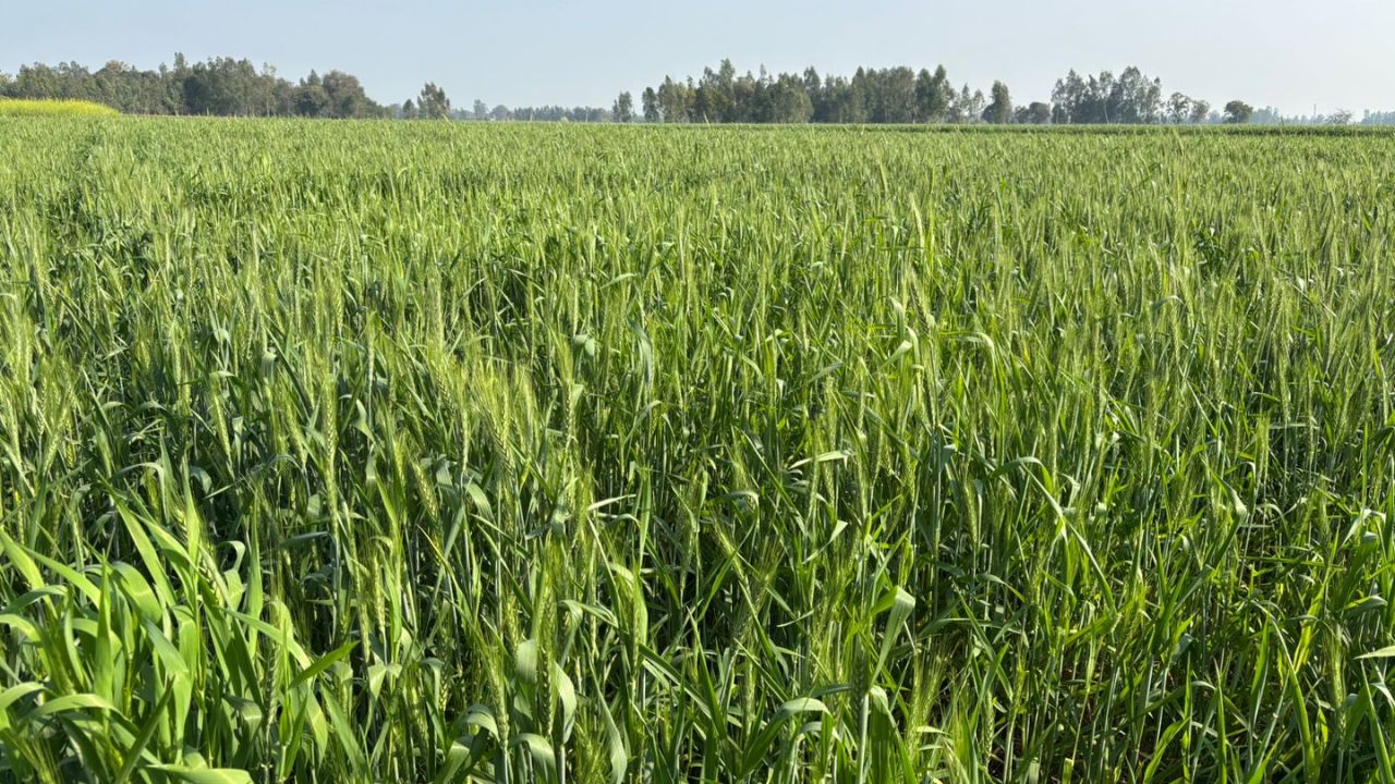 Agriculture Advisory: गेहूं की फसल बचाने का आसान तरीका, सिंचाई से लेकर दवा तक जानें पूरी सलाह