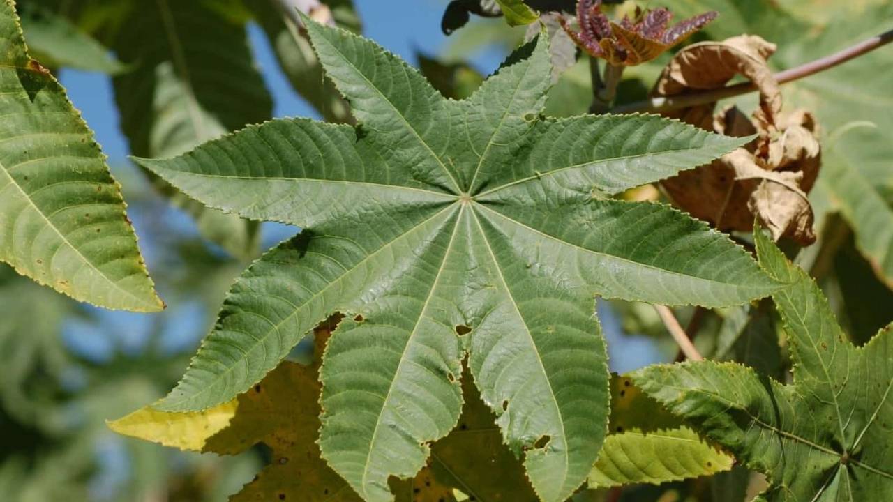किसानों के लिए वरदान अरंडी के पत्ते, कम खर्च में मिट्टी बने उपजाऊ और कीटों से मिले पूरी सुरक्षा
