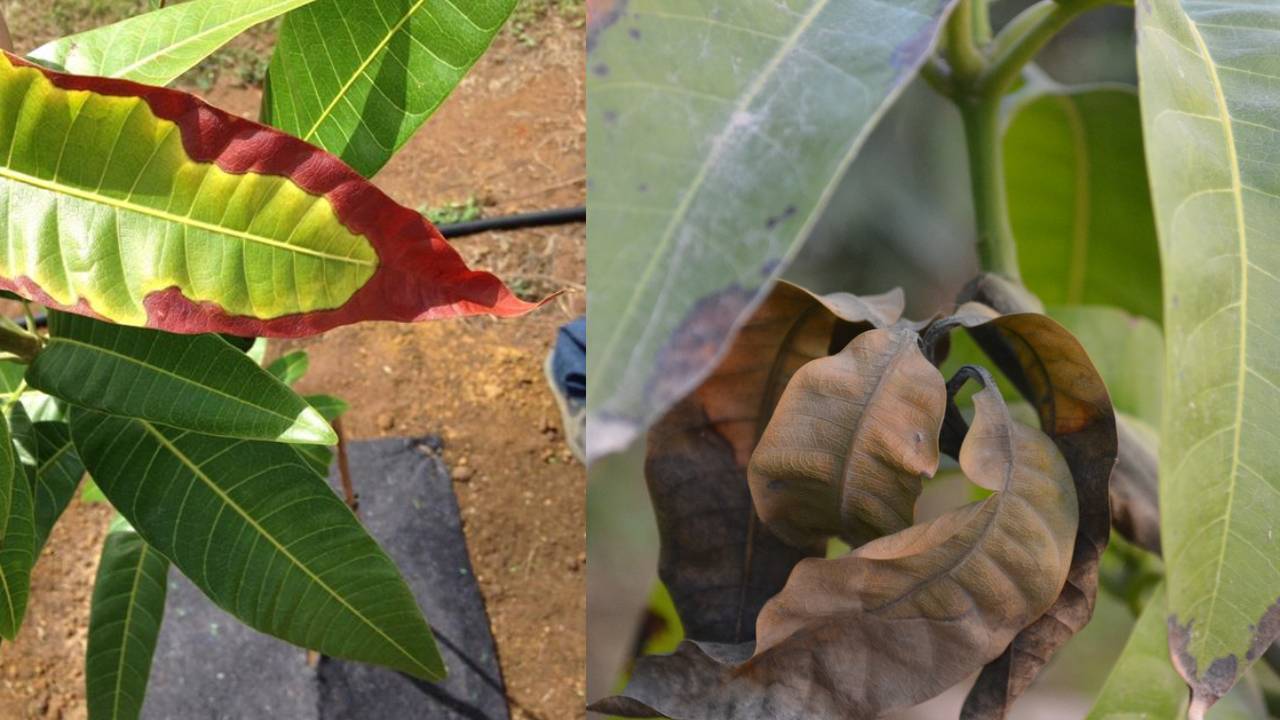 आम की पत्तियां जलने लगें तो समझें खतरे की घंटी, सर्प बर्न से ऐसे बचाएं अपनी फसल