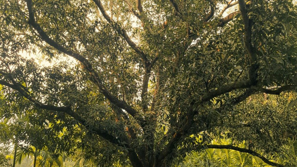 फरवरी में जब पेड़ों पर मंजर आते हैं, तब हल्की और नियंत्रित सिंचाई करनी चाहिए. इस समय सही खाद प्रबंधन से मंजर मजबूत बनते हैं और फल बनने की प्रक्रिया अच्छी तरह शुरू होती है.