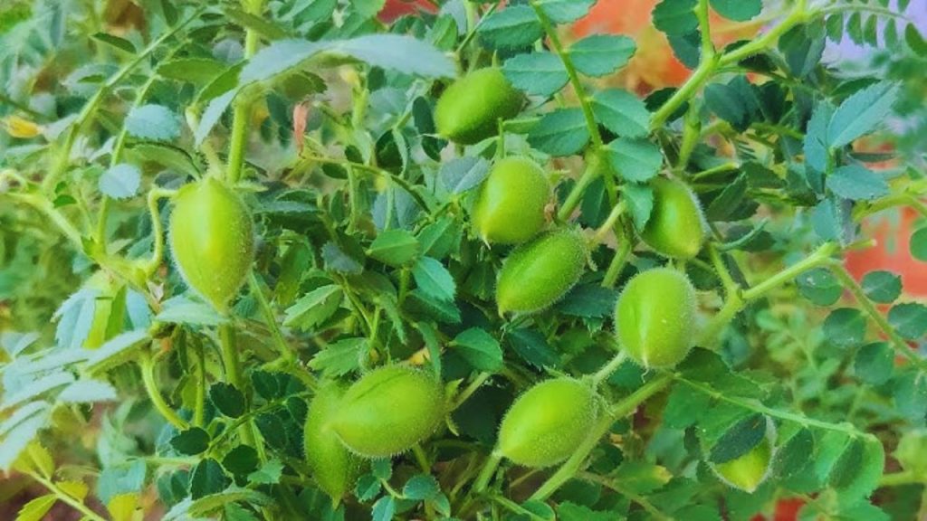 किसानों को सुबह या शाम खेत का निरीक्षण करना चाहिए. फलियों में छोटे छेद या हरे कीट दिखें तो तुरंत कार्रवाई करें. फेरोमोन ट्रैप से कीटों की सक्रियता का समय पर पता लगाया जा सकता है, जिससे सही दवा का चयन आसान होता है. किसानों को सुबह या शाम खेत का निरीक्षण करना चाहिए. फलियों में छोटे छेद या हरे कीट दिखें तो तुरंत कार्रवाई करें. फेरोमोन ट्रैप से कीटों की सक्रियता का समय पर पता लगाया जा सकता है, जिससे सही दवा का चयन आसान होता है.
