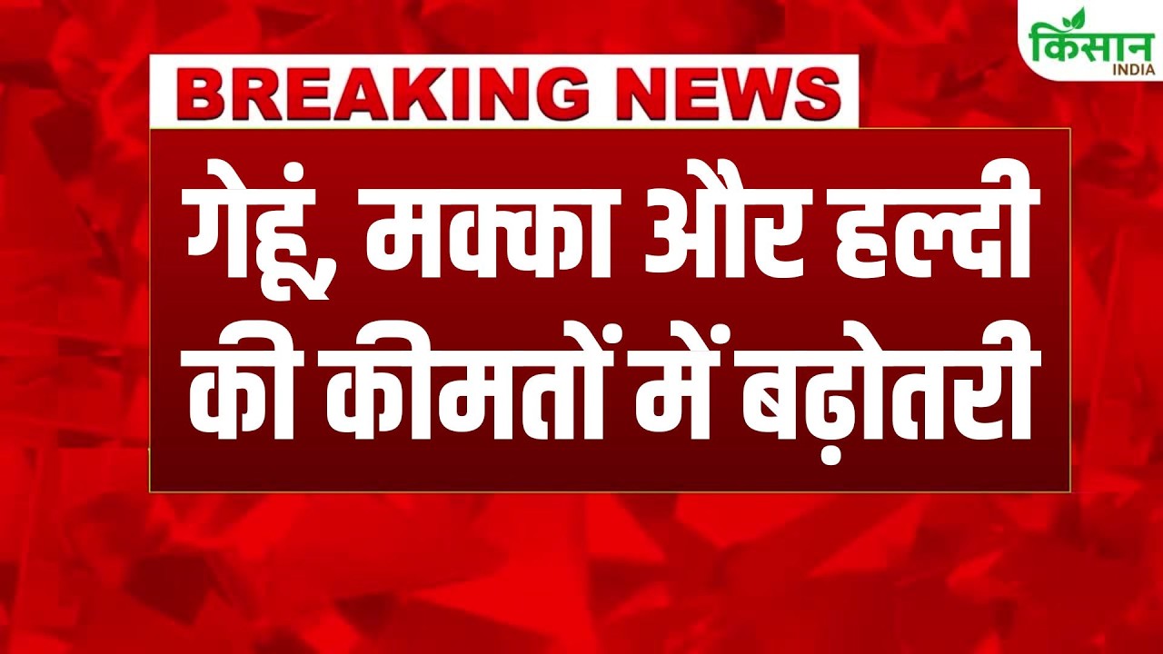 Himachal Budget 2026 में किसानों के लिए खुशखबरी, गेहूं, मक्का और हल्दी के दाम बढ़ाने का ऐलान