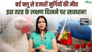 बर्ड फ्लू का खतरा बढ़ा, हजारों मुर्गियों की मौत के बाद चिकन-अंडे पर रोक, लक्षण पहचानना बेहद जरूरी बर्ड फ्लू का खतरा बढ़ा, हजारों मुर्गियों की मौत के बाद चिकन-अंडे पर रोक, लक्षण पहचानना बेहद जरूरी