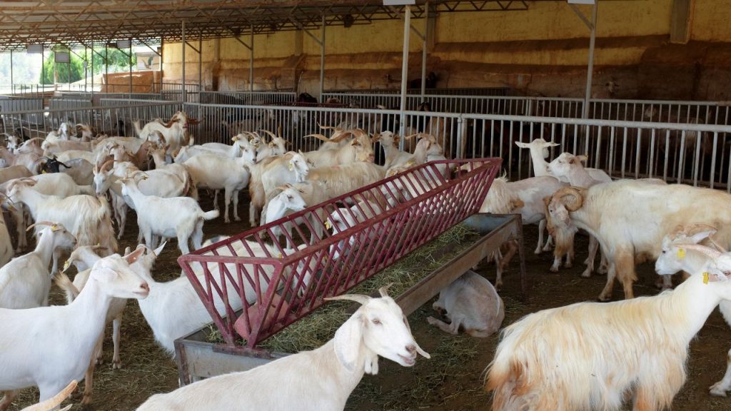 डॉ. वाई.के. सोनी का कहना है कि, अगर पशुपालक समय पर टीकाकरण कराएं, बकरियों को पौष्टिक आहार दें और उनके रहने की जगह साफ रखें, तो इन बीमारियों से काफी हद तक बचाव किया जा सकता है. इससे बकरी पालन सुरक्षित रहता है और दूध व मांस उत्पादन के जरिए अच्छी आय मिलती है. डॉ. वाई.के. सोनी का कहना है कि, अगर पशुपालक समय पर टीकाकरण कराएं, बकरियों को पौष्टिक आहार दें और उनके रहने की जगह साफ रखें, तो इन बीमारियों से काफी हद तक बचाव किया जा सकता है. इससे बकरी पालन सुरक्षित रहता है और दूध व मांस उत्पादन के जरिए अच्छी आय मिलती है.