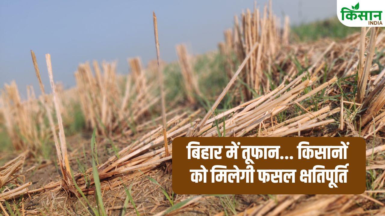 आंधी-तूफान और ओलावृष्टि से फसलें प्रभावित! बिहार सरकार का ऐलान… किसानों को मिलेगी तुरंत क्षतिपूर्ति