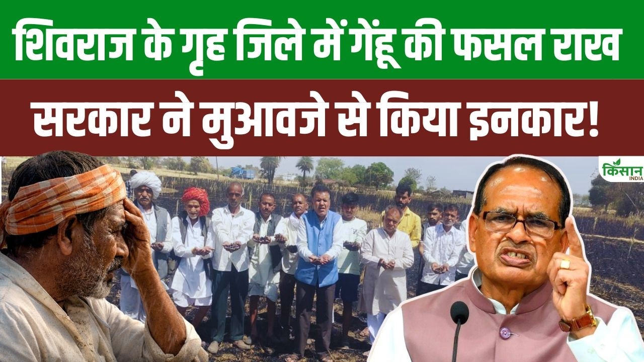 Shivraj Singh के गृह जिले में 15 एकड़ गेहूं की फसल जलकर राख, किसानों ने मुआवजे की मांग उठाई