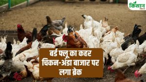 छत्तीसगढ़ में बर्ड फ्लू का कहर, 5500 मुर्गियों की मौत के बाद चिकन-अंडा बिक्री बंद, कारोबारियों में भारी गुस्सा छत्तीसगढ़ में बर्ड फ्लू का कहर, 5500 मुर्गियों की मौत के बाद चिकन-अंडा बिक्री बंद, कारोबारियों में भारी गुस्सा