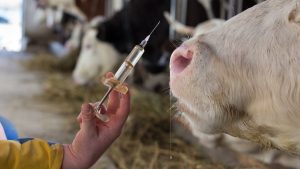 Animal Care: पशु टीकाकरण से होगा फायदा ही फायदा! बीमारी कम, खर्च कम और कमाई ज्यादा Animal Care: पशु टीकाकरण से होगा फायदा ही फायदा! बीमारी कम, खर्च कम और कमाई ज्यादा
