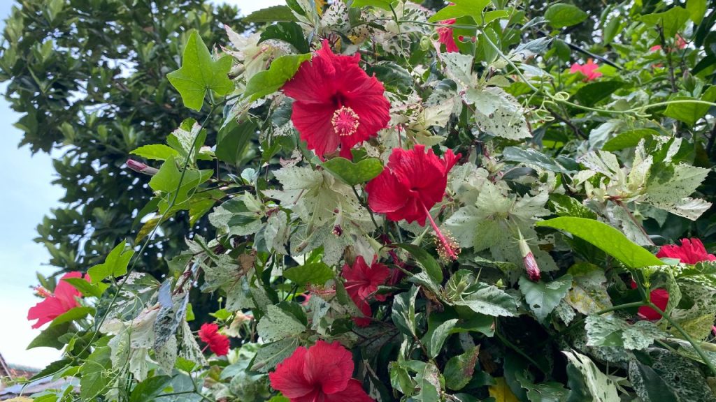 केले के छिलके बनें सुपर फूड: गुड़हल को पोटैशियम बहुत पसंद है. केले के छिलकों को सुखाकर पीस लें और उसका पाउडर महीने में एक बार मिट्टी में मिलाएं. इससे फूलों का आकार बड़ा होता है और रंग ज्यादा गहरा व आकर्षक बनता है.