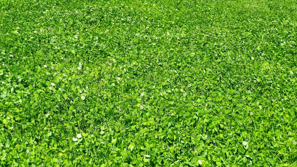 ग्रीन मैन्योर का लगातार 2-3 सीजन तक उपयोग करने से फसल की गुणवत्ता और पैदावार दोनों में सुधार होता है. इससे उत्पादन में होने वाले उतार-चढ़ाव कम हो जाते हैं. ग्रीन मैन्योर का लगातार 2-3 सीजन तक उपयोग करने से फसल की गुणवत्ता और पैदावार दोनों में सुधार होता है. इससे उत्पादन में होने वाले उतार-चढ़ाव कम हो जाते हैं.