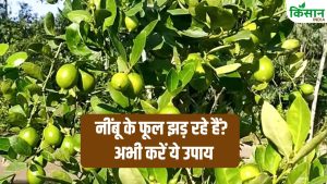 नींबू के फूल बार-बार झड़ रहे हैं? एक्सपर्ट से जानें वो 3 गलतियां जो आपकी पूरी फसल को कर सकती हैं बर्बाद नींबू के फूल बार-बार झड़ रहे हैं? एक्सपर्ट से जानें वो 3 गलतियां जो आपकी पूरी फसल को कर सकती हैं बर्बाद