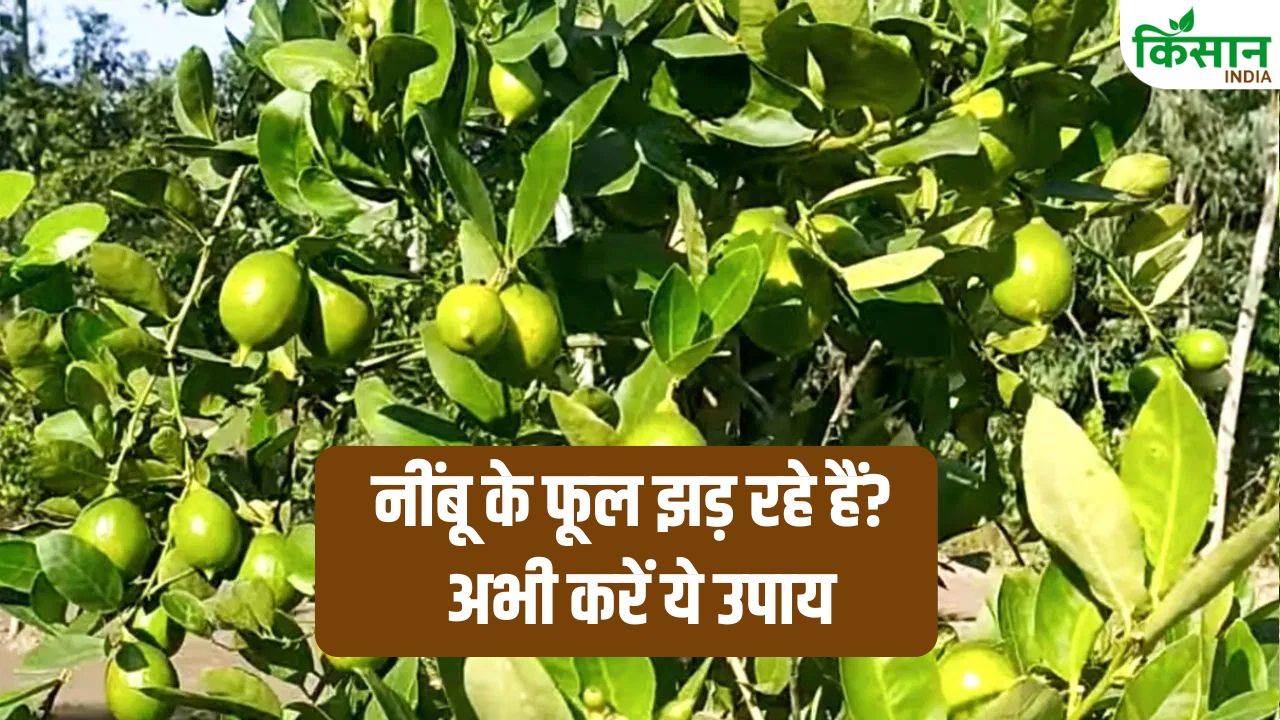 नींबू के फूल बार-बार झड़ रहे हैं? एक्सपर्ट से जानें वो 3 गलतियां जो आपकी पूरी फसल को कर सकती हैं बर्बाद
