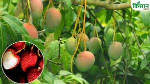 गेहूं, सरसों के लिए नुकसानदेह पर आम-लीची के लिए संजीवनी बनी बारिश, फलों के आकार और रंग होंगे बेहतर गेहूं, सरसों के लिए नुकसानदेह पर आम-लीची के लिए संजीवनी बनी बारिश, फलों के आकार और रंग होंगे बेहतर