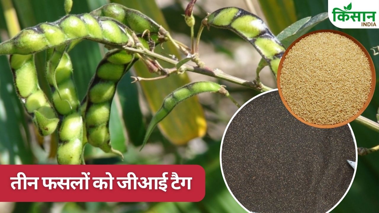 मध्य प्रदेश की तीन फसलों को मिलेगा जीआई टैग, सिताही और नागदमन कुटकी के साथ बैंगनी अरहर का नामांकन 