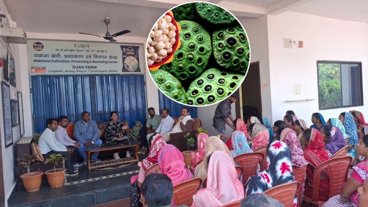 छत्तीसगढ़ में मखाना को बढ़ावा, 100 एकड़ में होगी खेती.. अब महिला किसानों की बढ़ेगी कमाई