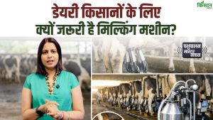 Dairy Milking Machine Benefits, डेयरी किसानों के लिए मिल्किंग मशीन क्यों जरूरी? देखें वीडियो Dairy Milking Machine Benefits, डेयरी किसानों के लिए मिल्किंग मशीन क्यों जरूरी? देखें वीडियो
